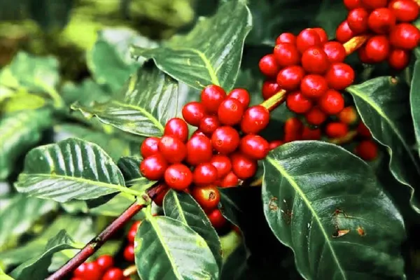 قهوه ربوستا چیست