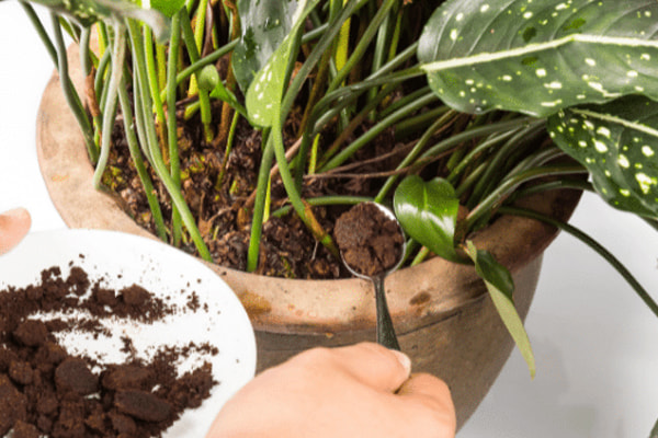 تفاله قهوه برای چه گیاهانی مضر است؟